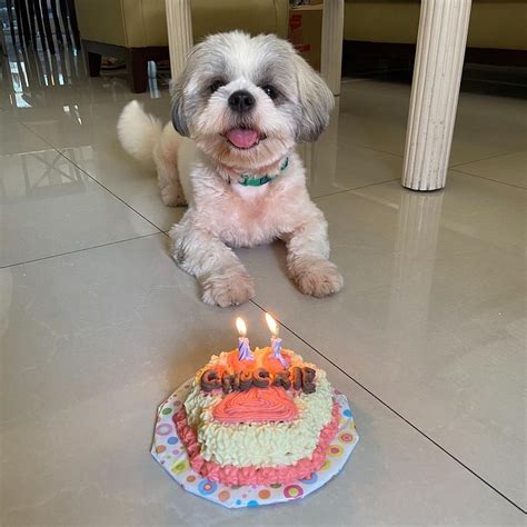 Dog Birthday Cake Bakery Near Me : West Village Barkery Dog Cake …