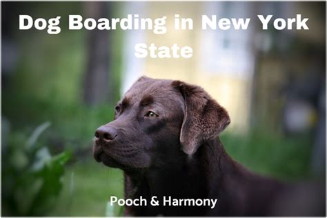 Dog Boarding in New York State: 15 Top Providers