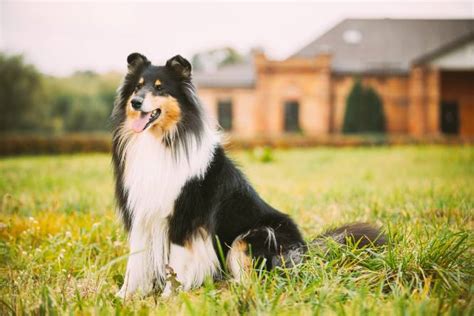 Dog Breeds That Look Like Similar To Collies Our Fit Pets