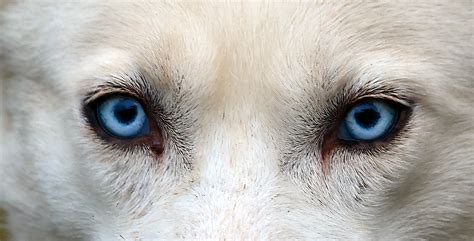 Dog Breeds with Blue Eyes [do blue-eyed dogs have health problems …