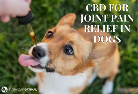 Dog Cbd Joint Pain