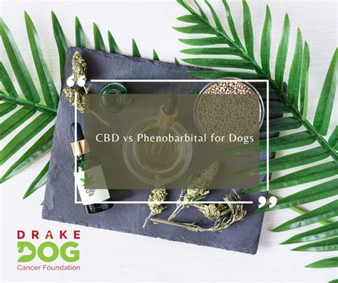 Dog Cbd Phenobarbital