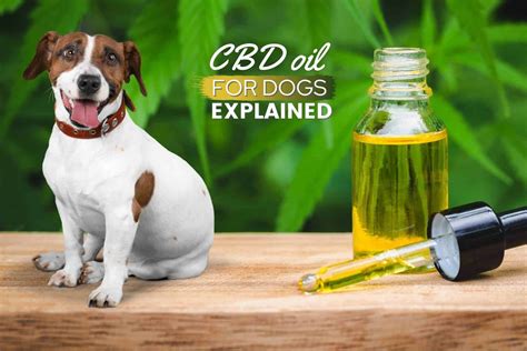Dog Cbd That Actually Works
