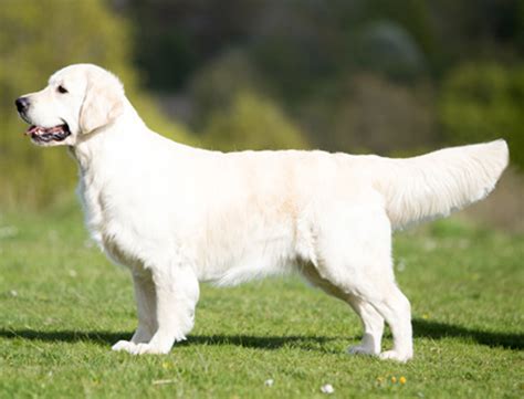 Dog Club Retriever (Golden) page dogclub - Good For Dogs