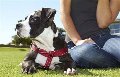 Dog Collars: The Hidden Cause Behind Many Injuries – Dogster