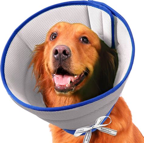 Dog Cone GIF - Dog Cone Food - Discover & Share GIFs - Tenor