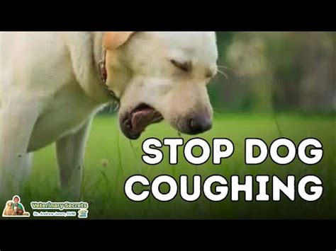 Dog Coughing: How To Quickly Stop It With 7 Natural …