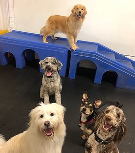 Dog Daycare The Hound Lounge Barrie