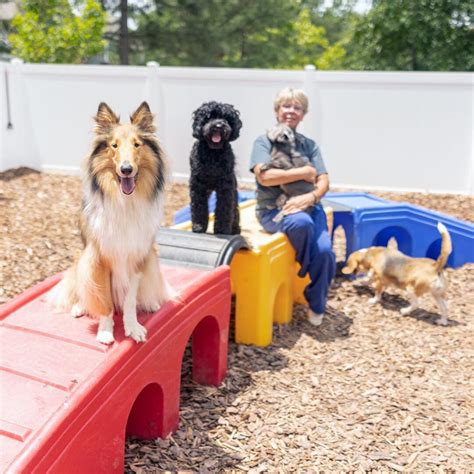 Dog Daycare in Raleigh, NC Companion Animal Hospital of …