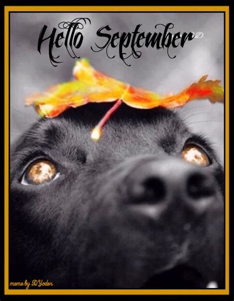 Dog Days of… September?