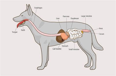 Dog Digestion: How Long Does it Take a Dog to Digest …