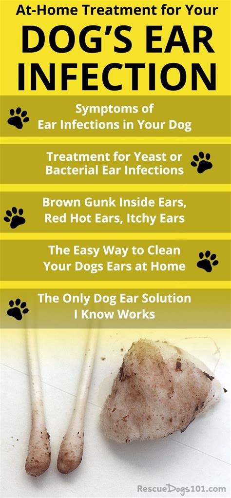 Dog Ear Infection: Causes, Diagnosis, and Treatments