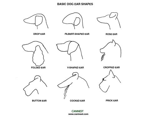 Dog Ear Shapes and Types - caninest.com