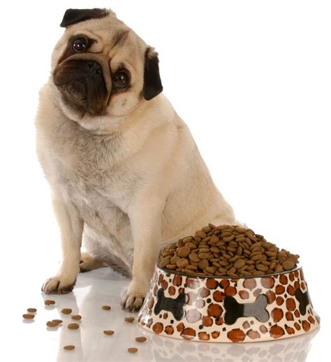 Dog Food For Pug Puppies