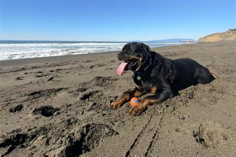 Dog Friendly Activities in Pacifica, CA - BringFido