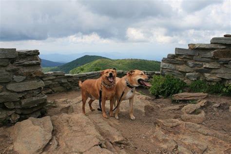 Dog Friendly Hiking Trails in Black Mountain, NC - BringFido