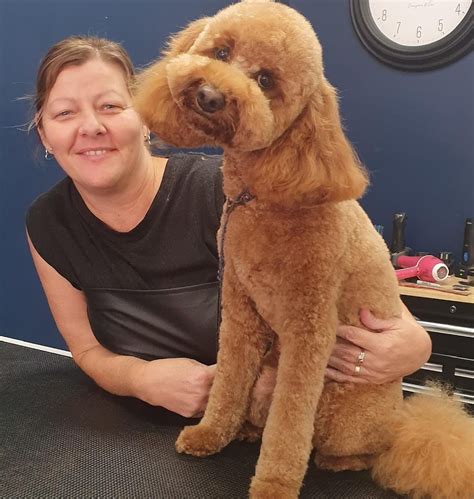 Dog Grooming Maroochy River QLD Localsearch