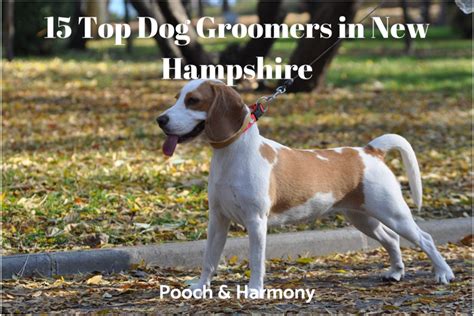 Dog Grooming New Hampshire – The 10 Best - HappyDoggo