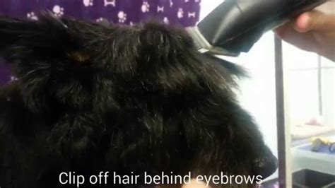 Dog Grooming Tips - Scottish Terrier Face Shaping