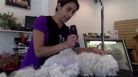 Dog Grooming Tutorial: How to Shave a Pelt Matted Dog: VERY