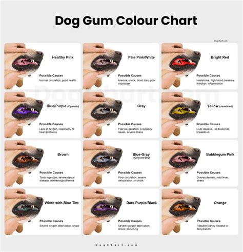 Dog Gums Color Chart