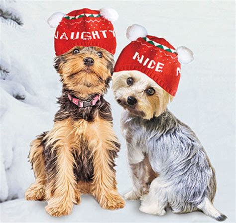 Dog Hat Winter Naughty Nice Cute Hat Snug Knitted …