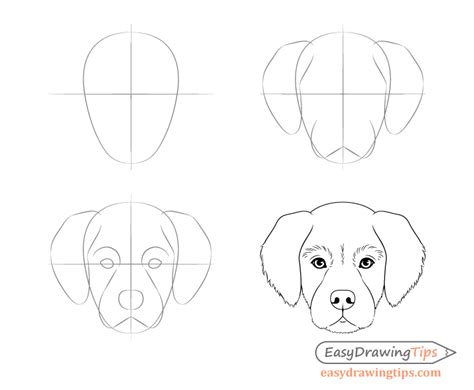 Dog Head Front View Drawing Step by Step EasyDrawingTips Dog