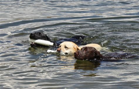 Dog Lover • Author - No "Silver" Labradors - Cary Unkelbach