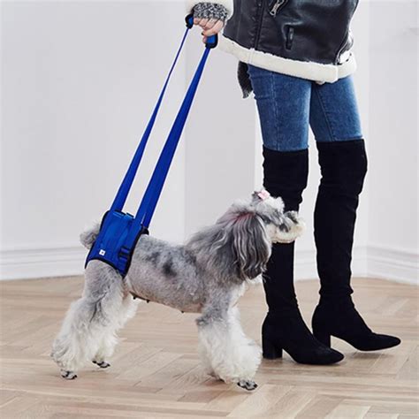 Dog Mobility Support: What a Lift Harness Is and How to