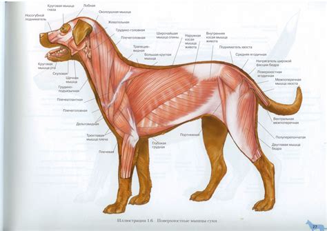 Dog Muscular System Diagram