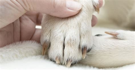 Dog Nail Problems You Should Know About VetDERM Clinic