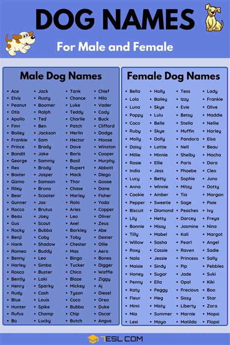 Dog Names Meaning Healthy Popular Male and Female Names