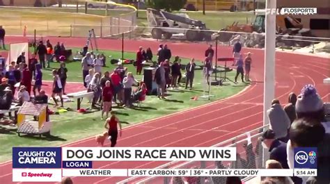 Dog Runs in High School Track Meet, Wins Race (VIDEO) - Mediaite