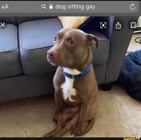 Dog Sitting Gay GIFs