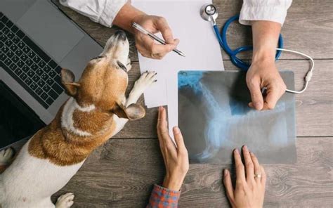 Dog Slipped Disc Symptoms Diagnosis and Treatment