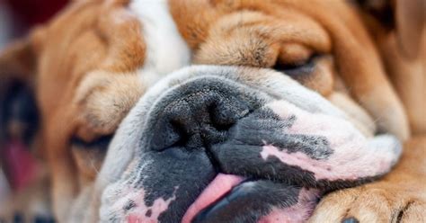 Dog Snorting: Why It Happens and What to Do About It