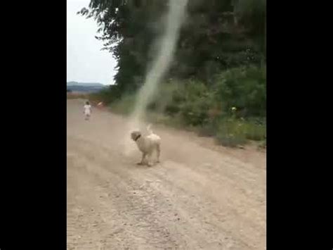 Dog Stops Tornado from Forming #shorts - YouTube