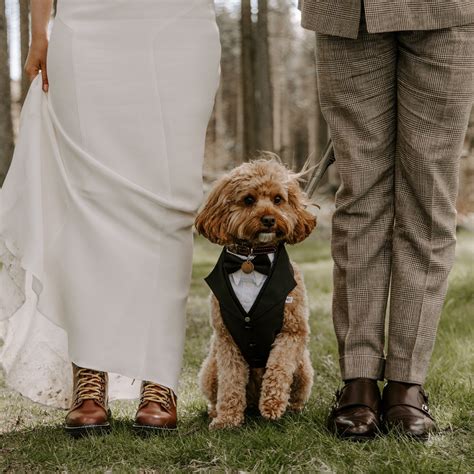 Dog Suit Wedding - Etsy