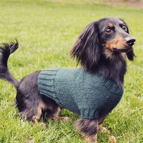 Dog Sweater Dachshund - Etsy