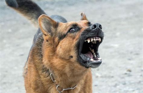 Dog Territorial Aggression: How Can I Fix It? - K9 of …