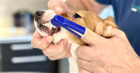 Dog Toothbrushes: What To Know and How To Use Them - Dogs Academies (2025)