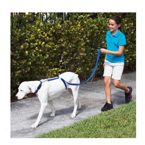 Dog Trainer - Commander in Leash Dog Obedience & Behavior …