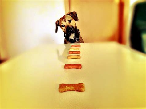 Dog Training Treats: High Value vs Low V…