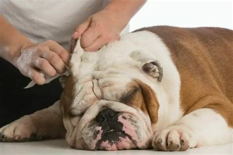 Dog Tries To Bite When Cleaning Ears? - thepupcrawl.com