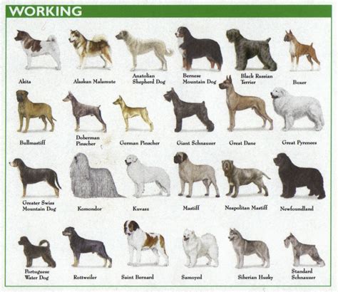 Dog Types Chart