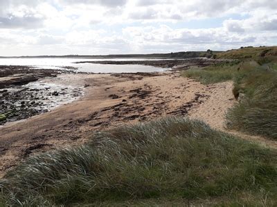 Dog Walking Northumberland - Howick Beach