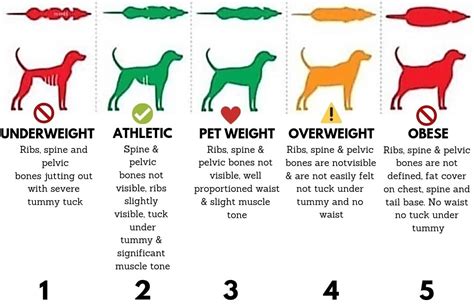 Dog Weight Conditions & Weight Loss Problems Hill