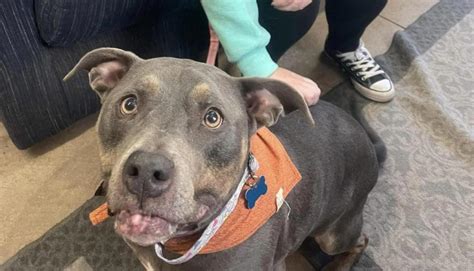 Dog adopted after 7 years in Pennsylvania shelter—and a shocking discovery