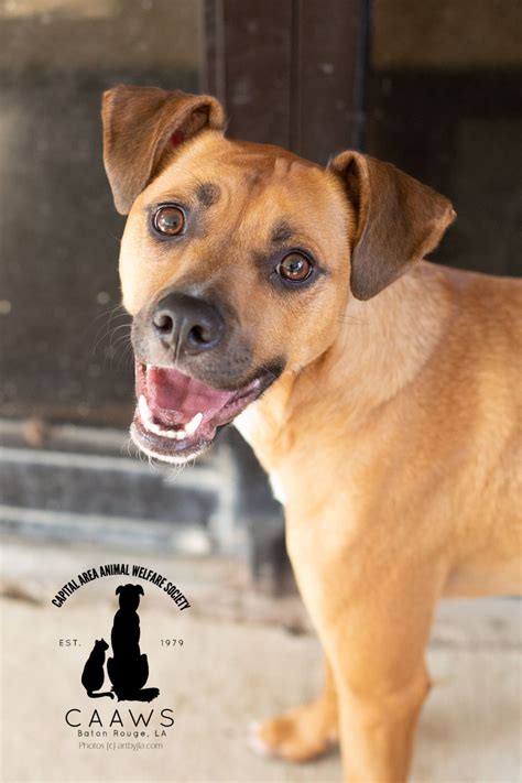 Dog adoption baton rouge. CAAWS is a non-profit organization that provides a safe and secure home for dogs in need of adoption in Baton Rouge. Learn … 