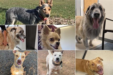 WHEN: Saturday 10:00 AM – 12:30 PM WHERE: Dillard's (2424 Highway 6 & 50, Grand Junction CO 81505) Spayed/neutered, age appropriate shots, heartworm negative. Dog Adoption Fee: $160 (cash only)/Puppies $200 (cash only). BRING YOUR DOG for a meet and greet to be sure it's a good fit. Seriously interested in adopting a Grand Rivers […]